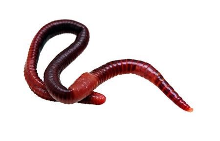 earthworm macro isolated on white