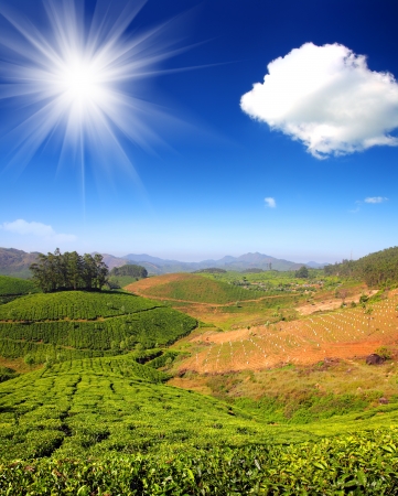 mountain tea plantation in Munnar Kerala Indiaの写真素材