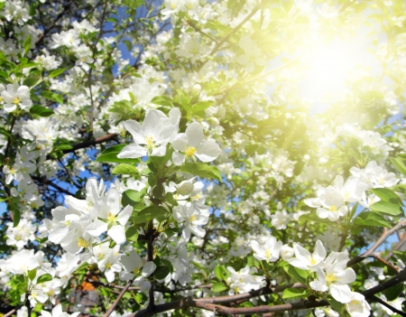 sun shinig through blossom apple tree branchの写真素材