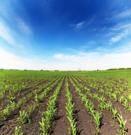 field with corn - agriculture landscapeの写真素材