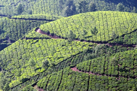 mountain tea plantation in Munnar Kerala Indiaの写真素材