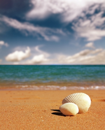 seashells on beach near sea - vintage retro styleの写真素材