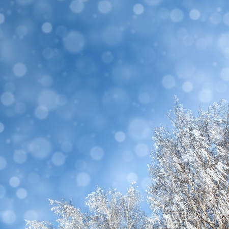 winter background with defocused snowfal and treesの写真素材