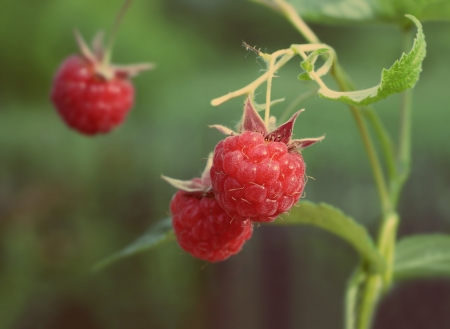 red raspberries on green backgroundの写真素材