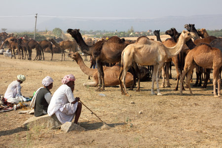 PUSHKAR, INDIA - NOVEMBER 21 2012: Sellers of camels at Pushkar camel fair
のeditorial素材