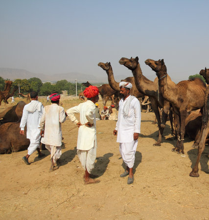 PUSHKAR, INDIA - NOVEMBER 21 2012: Sellers of camels at Pushkar camel fair
のeditorial素材