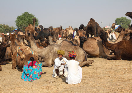 PUSHKAR, INDIA - NOVEMBER 21 2012: Sellers of camels at Pushkar camel fair
のeditorial素材