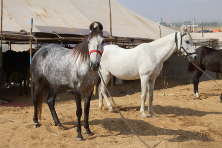 horses at Pushkar Camel Fair in Indiaの写真素材
