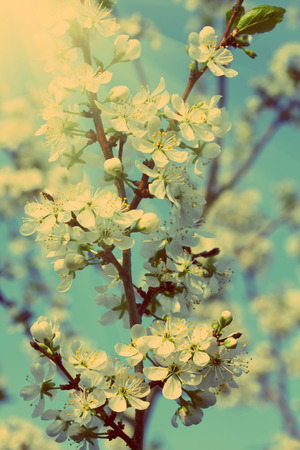 beautiful cherry tree flowers closeup - vintage retro styleの写真素材