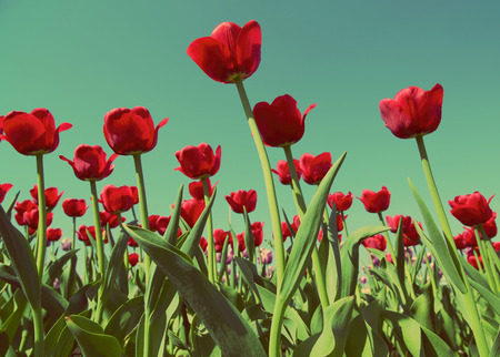 field of red tulips blooming - vintage retro styleの写真素材