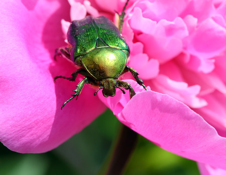 chafer beetle on peony flower macro - Cetonia aurataの写真素材