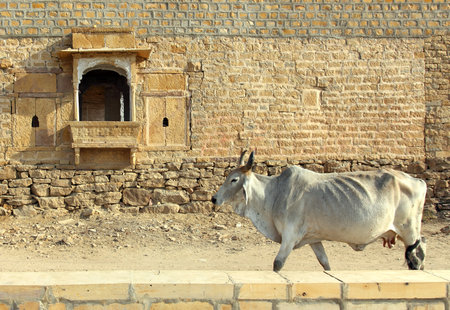 Indian cow on the background of the ancient building in Jaisalmerのeditorial素材