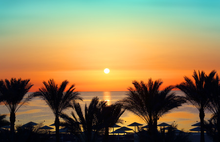 beautiful landscape with palms and sunrise over seaの写真素材