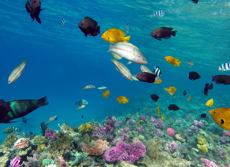 Coral and fish in the Red Sea - Egyptの写真素材