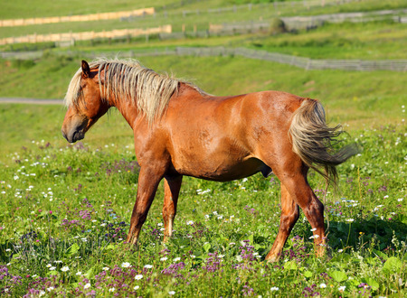 brown horse with a white mane on meadowの写真素材
