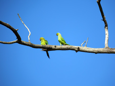 pair of green parrots sitting on tree branchの写真素材