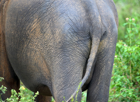 rear view of an elephantの写真素材