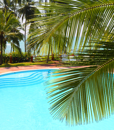 palm leaf in front of the swimming pool by the sea on a tropical resortの写真素材