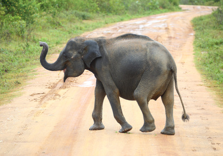 young elephant crossing road in Sri Lankaの写真素材