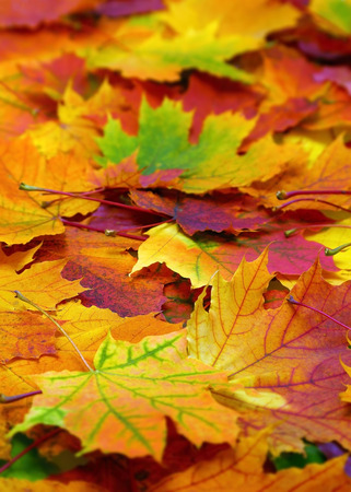 background with autumn colorful leavesの写真素材