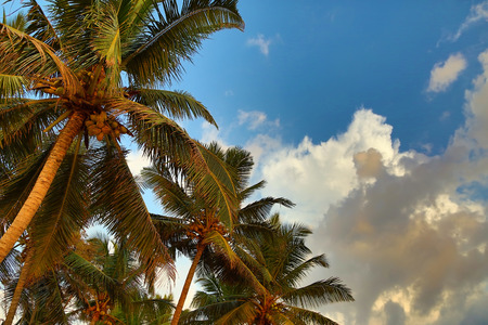 branches of coconut palms under blue skyの写真素材