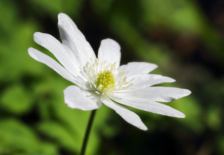 white anemone flower macro in spring woodの写真素材