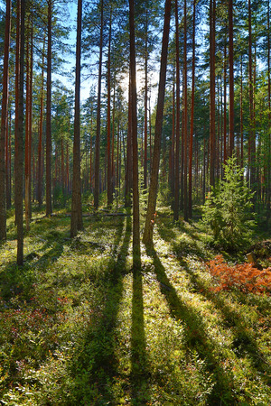 landscape with shadows of trees in the north forest, Karelia, HDR imageの写真素材