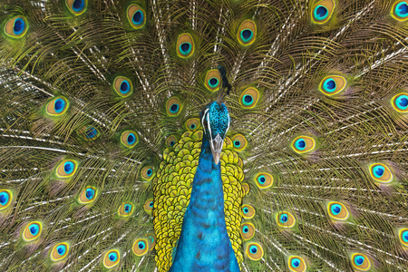 Portrait of Peacock with Feathers Outの写真素材