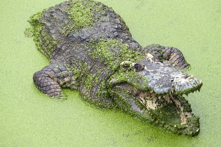 Crocodile with open mouth in the lake among the green slimeの写真素材