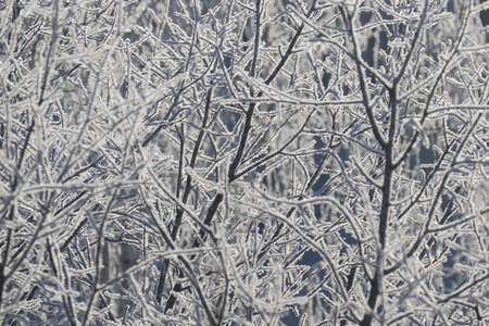 Branches of a tree covered with frost on a frosty day, backgroundの写真素材