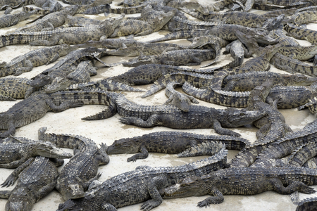 Many young crocodiles lies on a farm in Thailandの写真素材