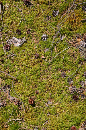 Green moss background in the northern coniferous forestの写真素材