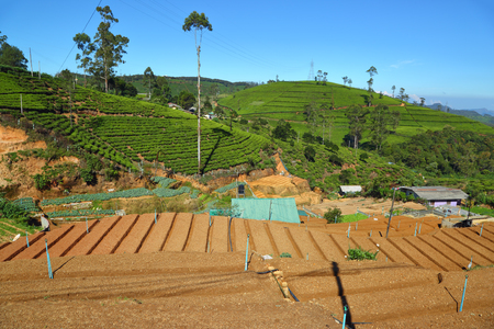 Landscape in Sri Lanka with garden beds and mountain tea plantation 
の写真素材