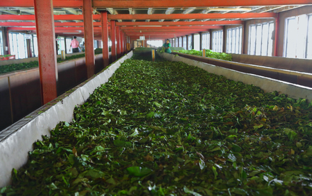 Fermentation of tea leaves in a factory in Sri Lankaの写真素材