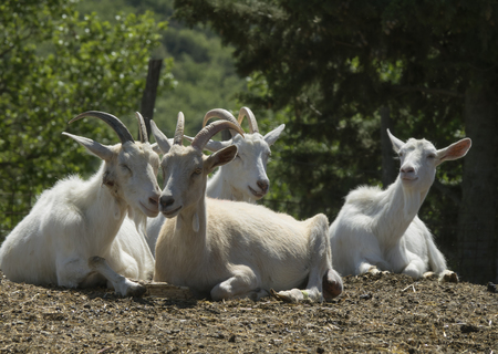 group of white goats lying at farmの写真素材