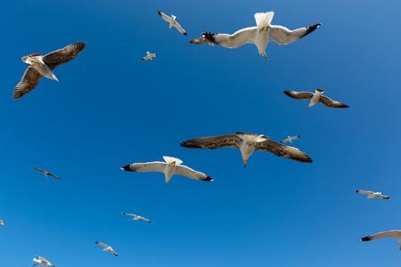 Many seagulls fly against the blue sky in a sunny dayの写真素材