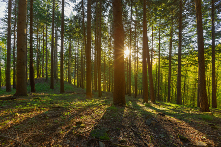 Beautiful landscape in a pine forest with the rays of the morning sun in the springの写真素材