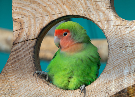Nyasa Lovebird or Lilian's lovebird, Agapornis lilianae, green exotic parrot bird sitting on wooden...