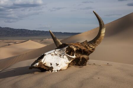 Bull skull in the sand desert at sunsetの写真素材