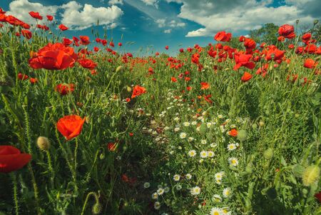 Field of poppy flowers and daisiesの写真素材