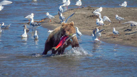 Young fishing brown bear with salmon