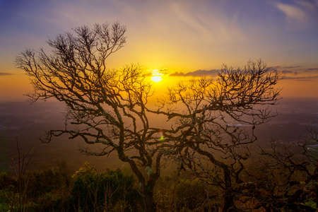 Bare branches of old tree and sunset