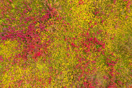 top view on red and yellow grass background