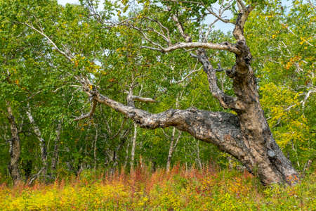 Kamchatka stone birch old treeの写真素材
