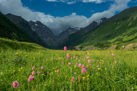 Mountain landscape with blooming meadows