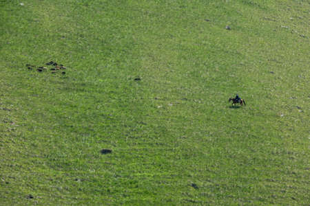 Shepherd and sheeps grazing on hillsの写真素材