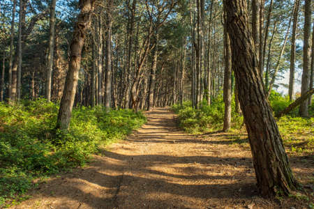 Pine forest landscape with roadの写真素材