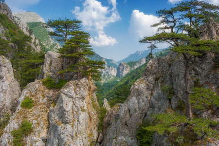 beautiful mountains landscape. Aerial view of pine tree on the rocksの写真素材