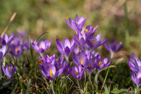 Flowering crocus spring flowersの写真素材