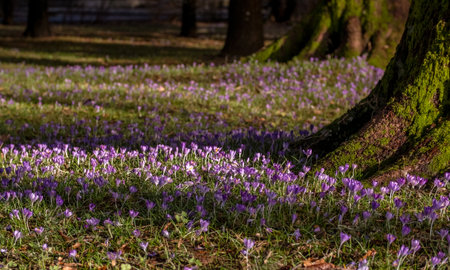 Crocuses between trees on meadowの写真素材